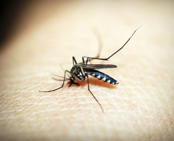 Ha te is hadban állsz a szúnyogokkal